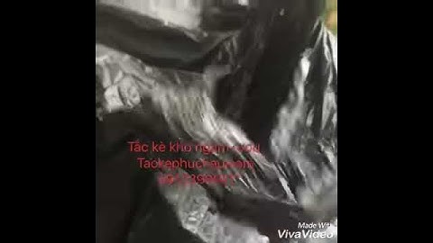 Bán tắc kè khô , tắc kè ngâm rượu , 0913398911