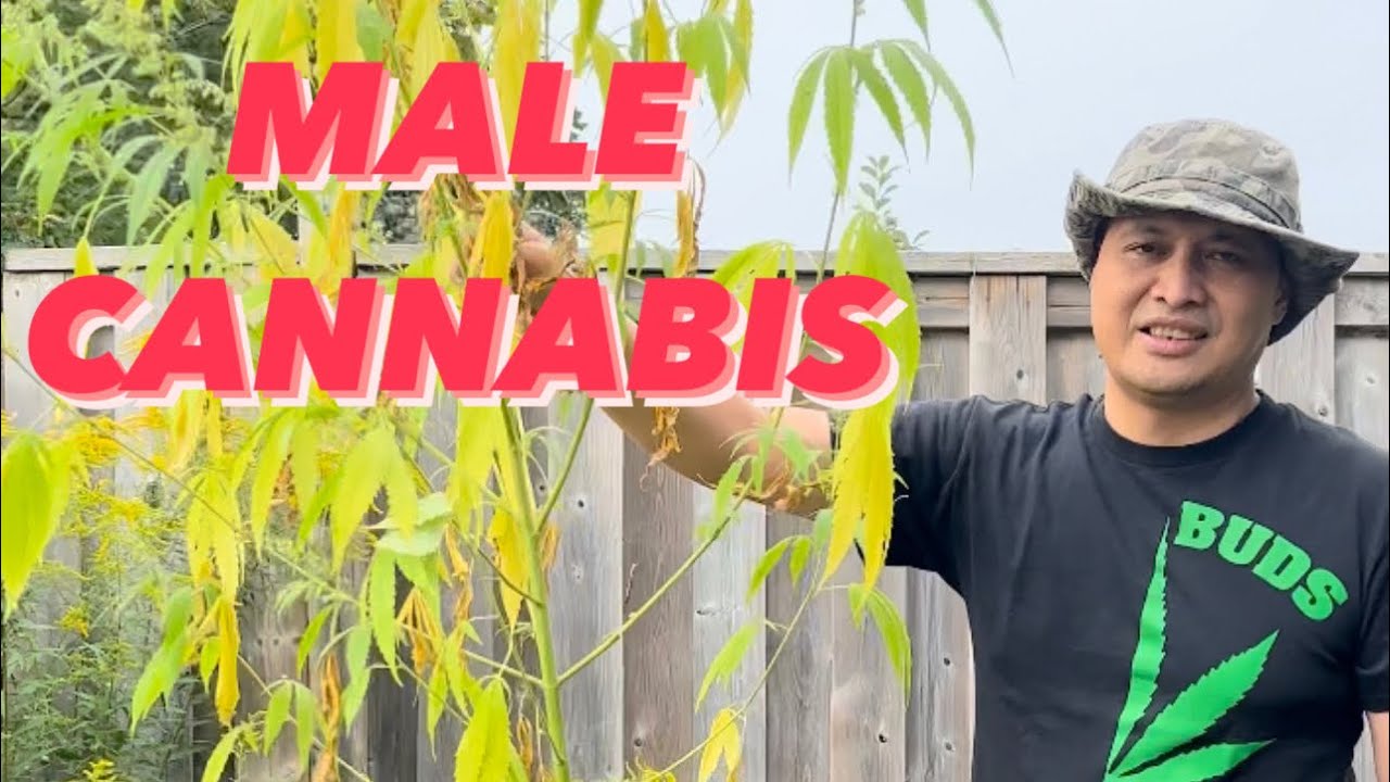 Male Cannabis - Marijuana