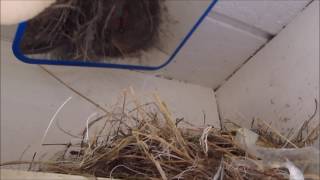 Robin nest diaries | episode 13- we have babies!!! (+ california
quail!)
