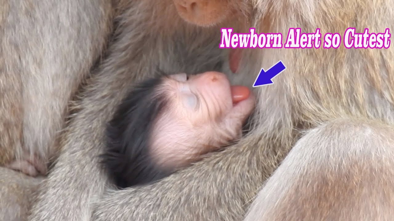 Congrats..!! Adorable Mom give birth Newborn baby, Cutest newborn in Charlie group, Mom name is Walo