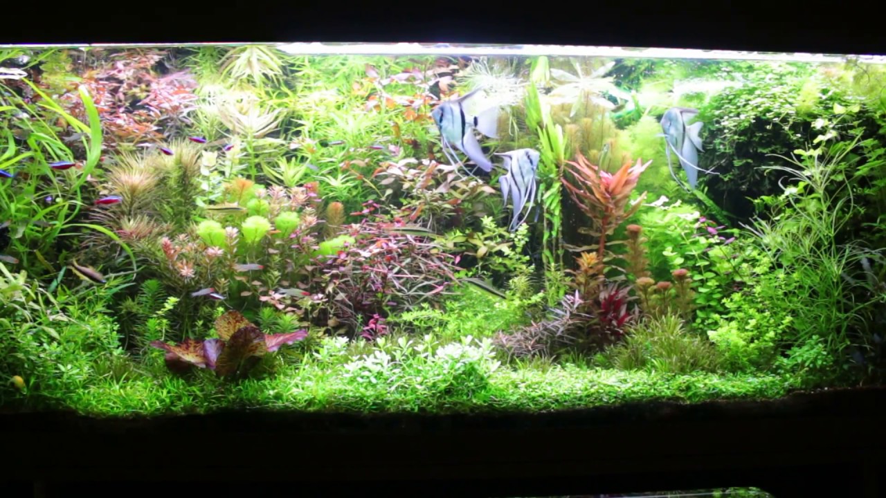 Rotkopfsalmler und ihr Schwarmverhalten