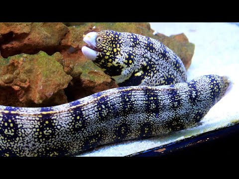 Facts: The Snowflake Eel