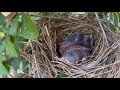 #BabyCardinals#Flowers#UpRightElephantEar#SummerFlowers#Gardening