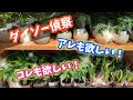 【ダイソー偵察】100円ショップとは思えない!植物コーナーの品揃え #観葉植物 #ダイソー #daiso #plants