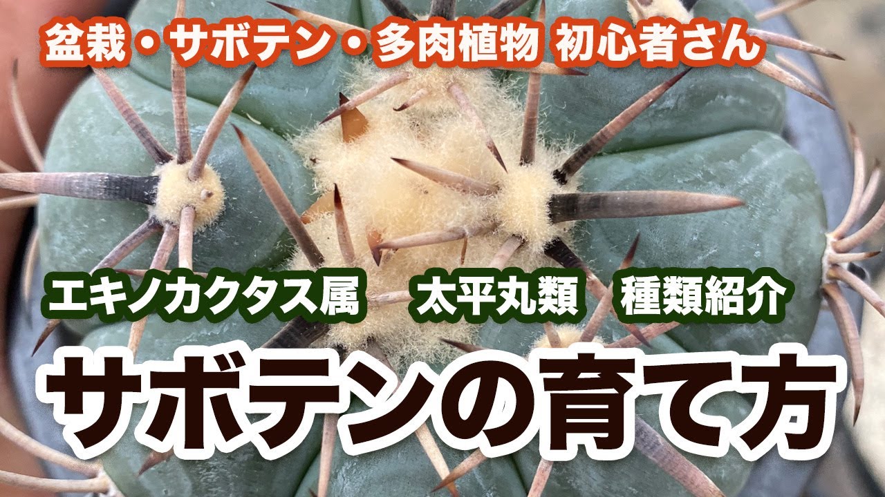 How to grow Echinocactus and Taiheimaru species of cactus - YouTube