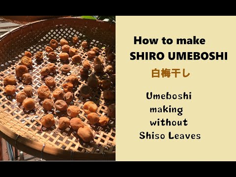 How To Make Traditional Umeboshi Without Shiso Leaf Step By Step Complete Guide カリフォルニアの白梅干し作り 英語版 Youtube