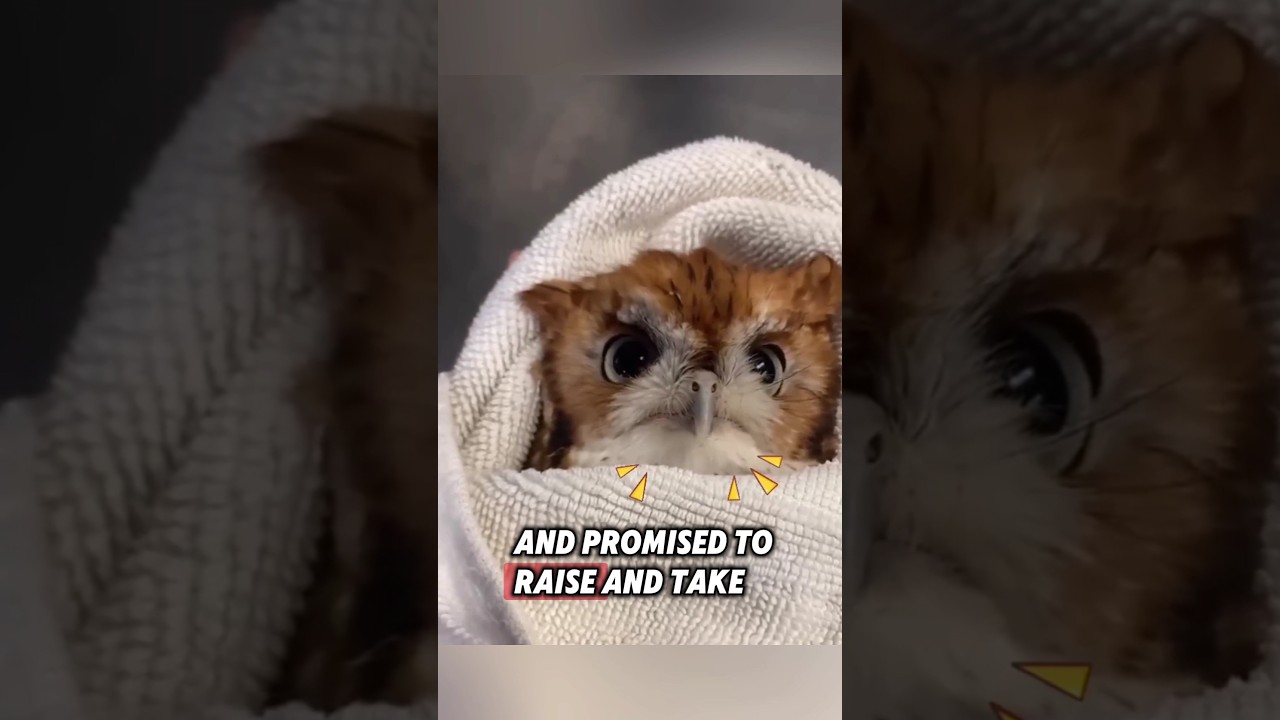 These kind people rescued a baby owl, and then this happened... 
