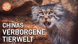 Eisige Kälte & harte Dürre: Tierwelt in Chinas Extremlandschaften
