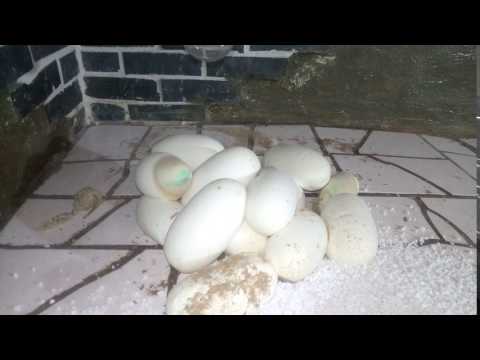 Python molurus bivittatus EGGs