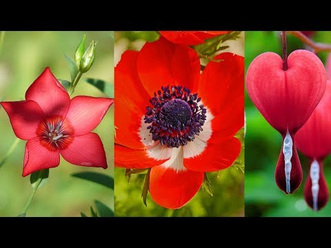Video: Peperomia Caprata (37 Nuotraukos): Veislių „Lilian“, „Schumi Red“ir „Teresa“aprašymas, Gėlių Priežiūra Namuose, Susmulkintos Peperomijos Reprodukcija Lape