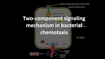 Chemotaxis in bacteria
