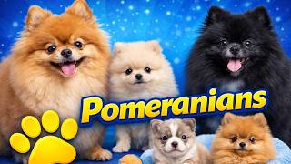 History of the Pomeranian 🐾 From Working Dog to Fluffy Icon