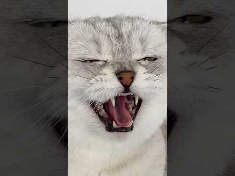 A cat is smarter than a girl😂 #cat #cats #cute