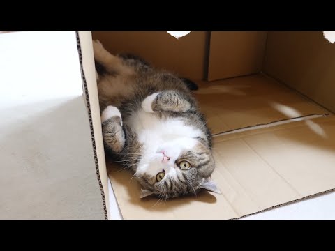 まるの誕生日カウントダウン動画2。-Maru's Birthday Countdown Video2.-