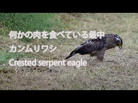 【何かの肉を食べている最中】カンムリワシ Crested serpent eagle