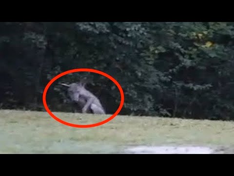 Video: In Mississippi Wurde Eine Spur Einer Mysteriösen Kreatur Gefunden - Alternative Ansicht