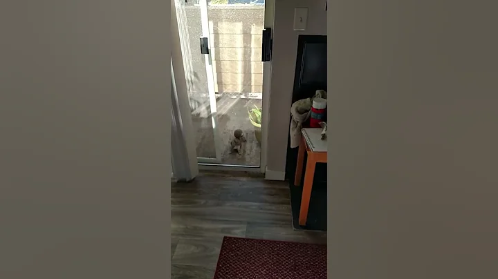 Squirrel feed