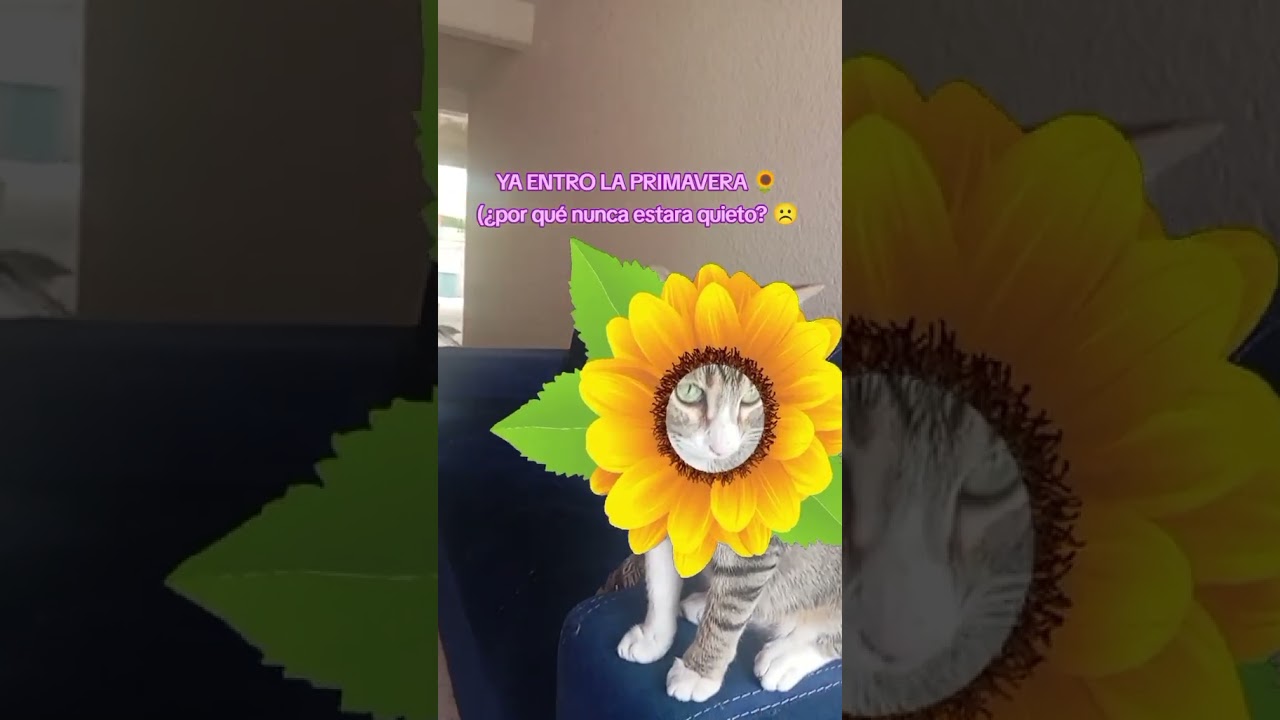 Entro La Primavera 🌻 #love #cat #reels #gatos #viralvideo #catlover #humor #shorts #simon #primavera
