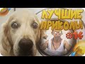 Лучшие приколы 2020 (сентябрь). До слёз - best coub compilation vol.14