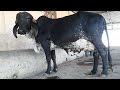 Super gir cow Gujarat