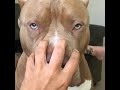 Pitbull com soninho olha os olhos 😂
