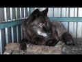 Блогеры ЯНАО в гостях у Канадского волка Акелы , один из самых крупных волков в мире.