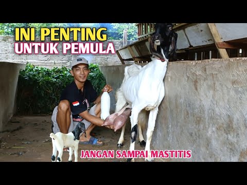 Teknik Memerah Susu Kambing Yang Benar, Pemula Harus Tau!