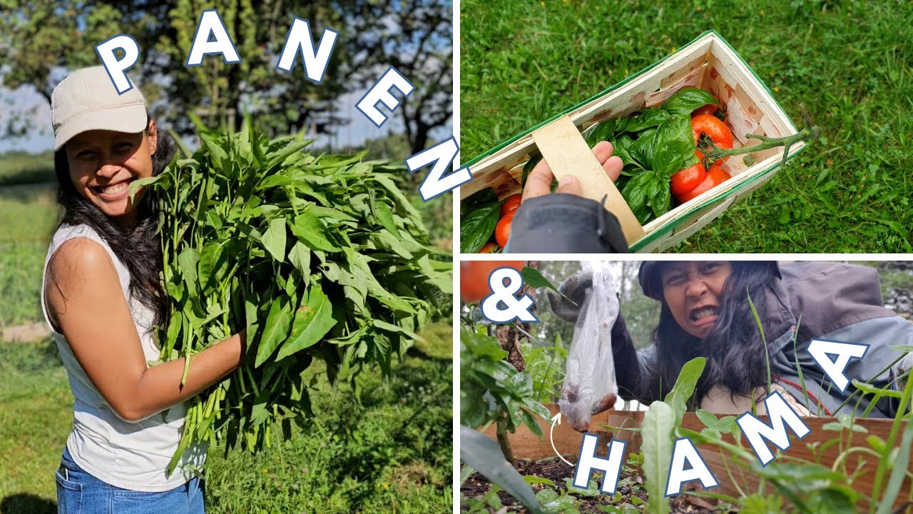 panen kangkung, tomat, cabe, dan tangkap hama perusak tanaman