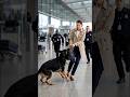 Airport Chaos Then The Dogs Exposed The Bomb Shorts Rescue Animals 