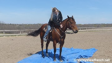 Playlady By Starlite***For info, price, etc., go to our website*** ValleyViewRanch.net