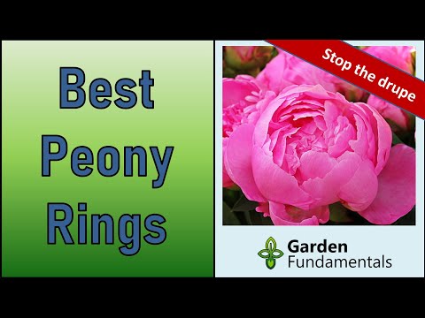 Best Peony Rings and How to Use Them 🧿️🎭💣 Compare 5 Options to Support Peonies