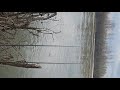 Bătrâna Dunare este live!
