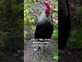 環境省の定義:闘鶏は違法です #shorts【軍鶏/雄鶏】