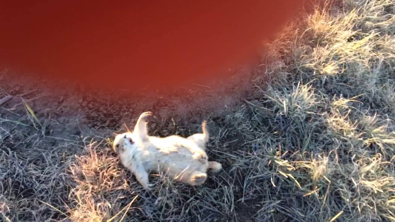 Prairie Dog Hunting YouTube