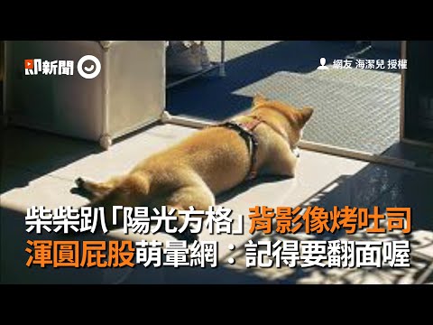 柴犬趴「陽光方格」背影像烤吐司　渾圓屁股萌暈網：記得要翻面｜寵物動物｜狗｜曬太陽｜看新聞