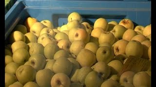 3 stavke koje strani kupci jabuka najviše vrednuju