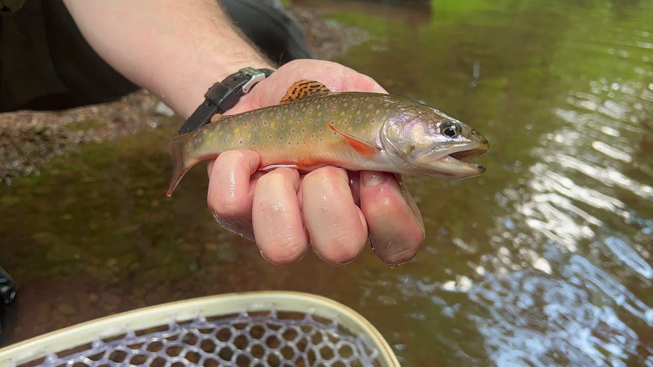 Fly fishing for West Virginia Mountain Gems Brook Trout. YouTube