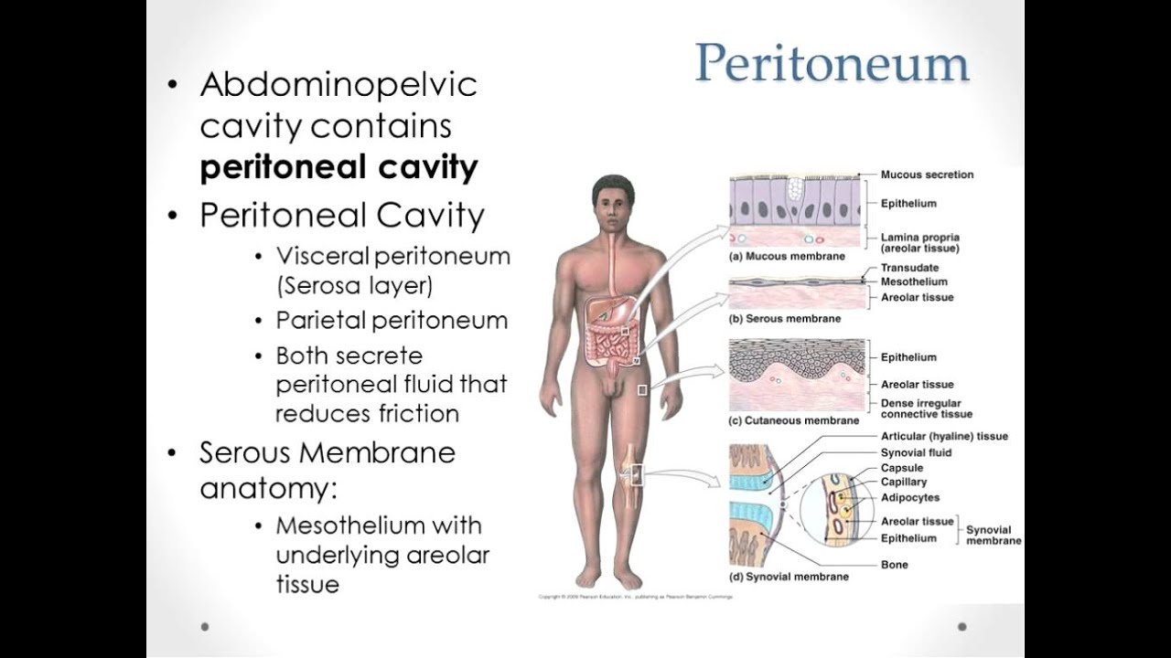 Digestion Part 1 Lecture