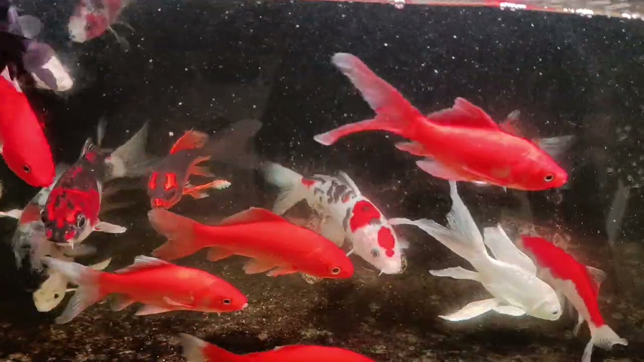 Unboxing Ikan Hias Warna Warni, Ikan Mas Koki, Ikan Oscar, Ikan Cupang, Ikan Lele, Ikan Glofish