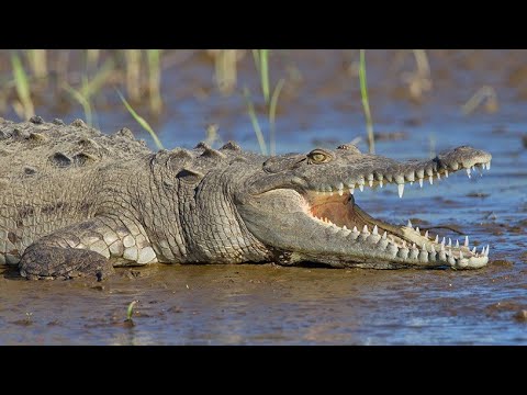 Video: De Ce Au Crocodili?