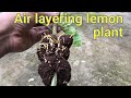 Citrus plant air layering technique