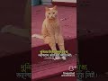 rils video #funnyclips #gorire #funnyvideos
