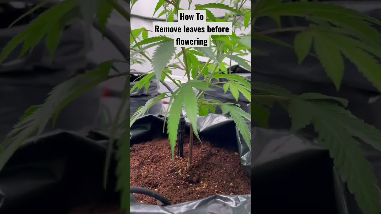 HOW TO Remove Leaves Before Flowering