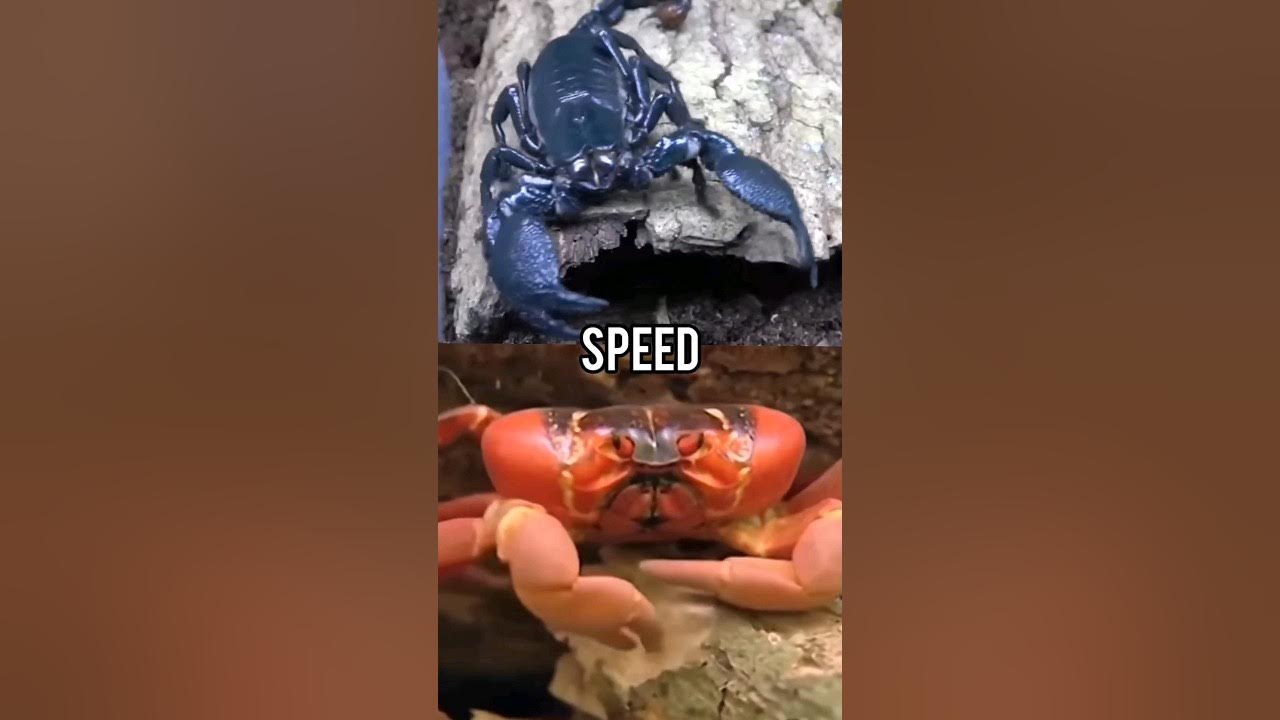 Crab VS Scorpion (remake) YouTube