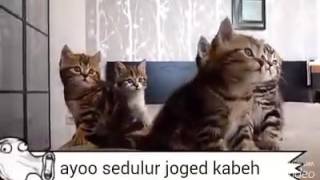 ngoyo ngoyo