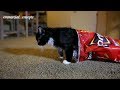 Cats  Funny Doritos Commercials