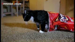 Cats  Funny Doritos Commercials