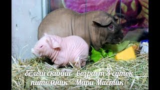 #.ДУМАЕМ КАК НАЗВАТЬ СВИНКУ АЛЬБИНОСА . #ПРОДАЮСКИННИКУПЛЮСВИНКУ( ПИТОМНИК "МАРИ МИСТИК" ) #.ДУМАЕМ КАК НАЗВАТЬ СВИНКУ АЛЬБИНОСА . #ПРОДАЮСКИННИКУПЛЮСВИНКУ( ПИТОМНИК "МАРИ МИСТИК" )