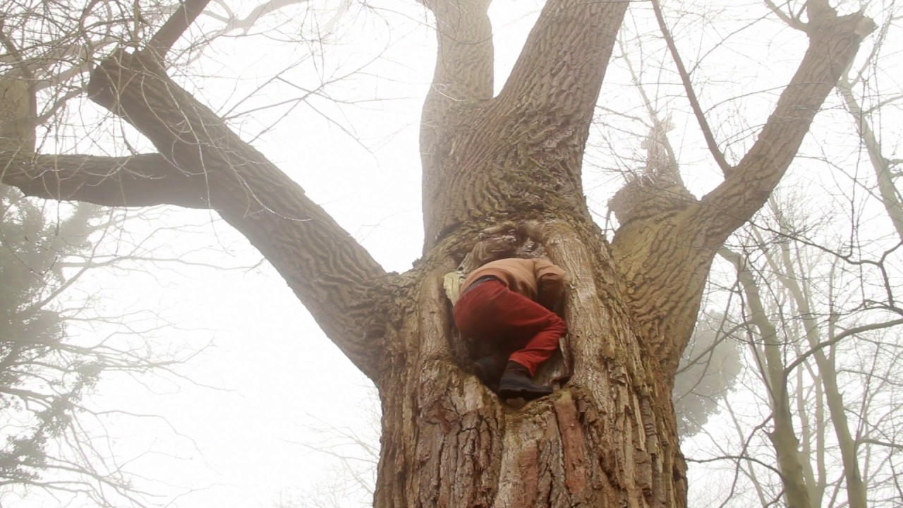 Uitdaging 21 Klim in de bomen Hartcentrisch YouTube