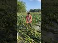 Kisan Ka Dukh 🥹😭🥹 #sad #viral #shorts